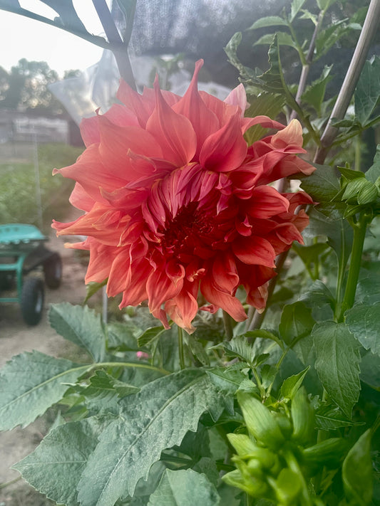 Potted Dahlia, Sierra Glow