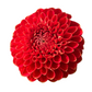 Potted Dahlia, Ruskin Gypsy