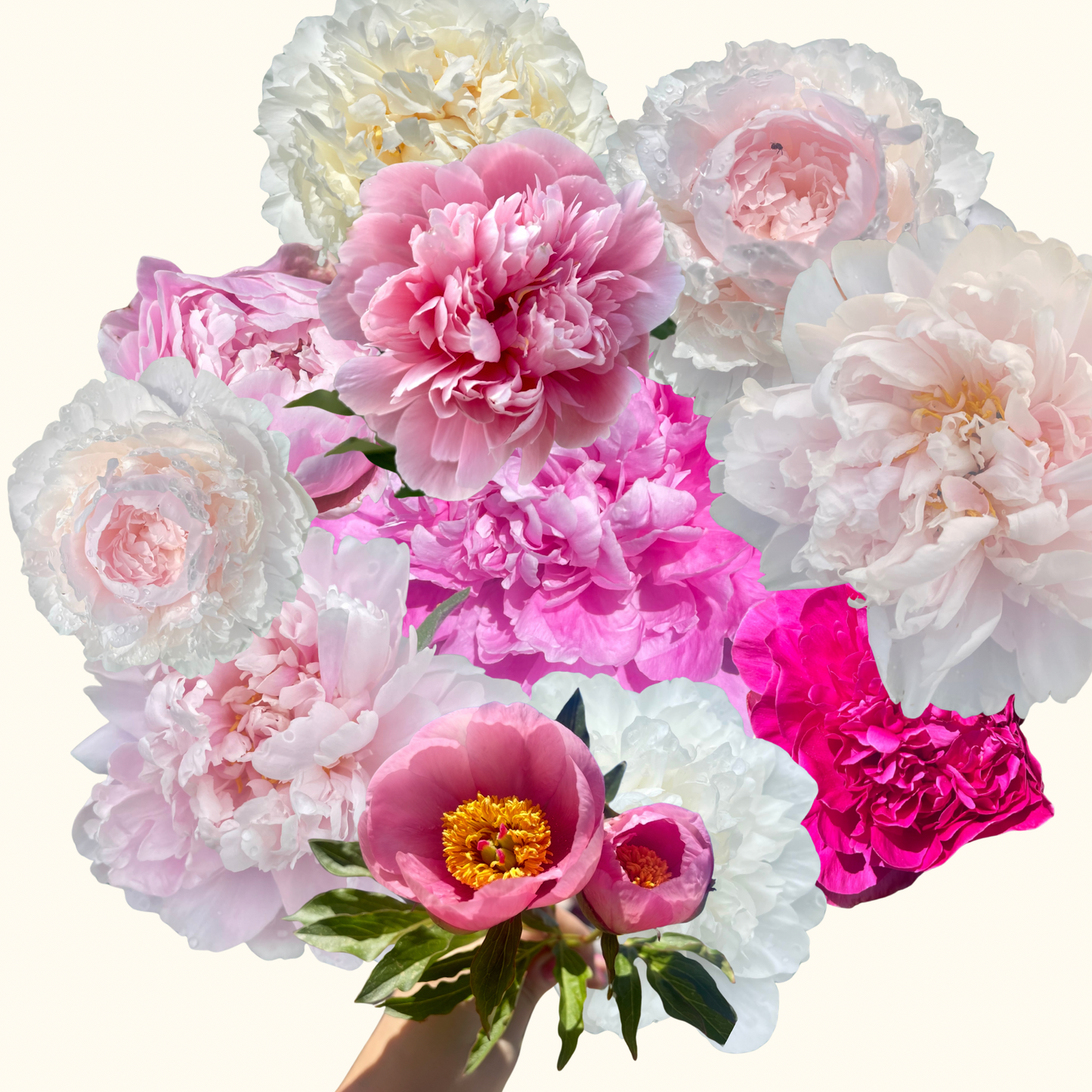 Peony Bouquet Subscription