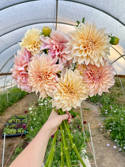 Potted Dahlia, Cafe au Lait