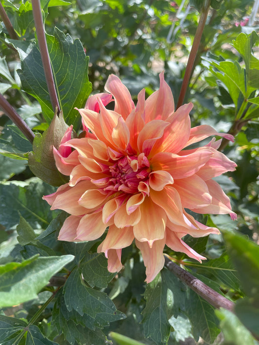 Potted Dahlia, Labyrinth