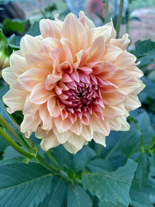 Potted Dahlia, Normandy Bright Day