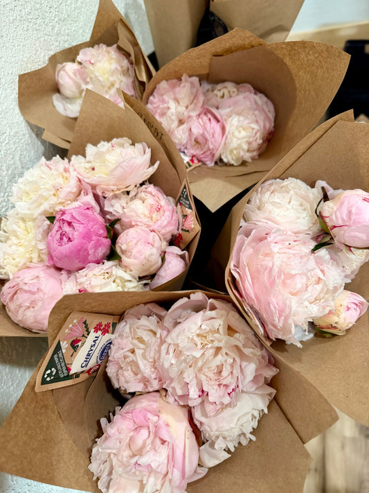 Peony Assortment, Luxe w/o Gift Wrap