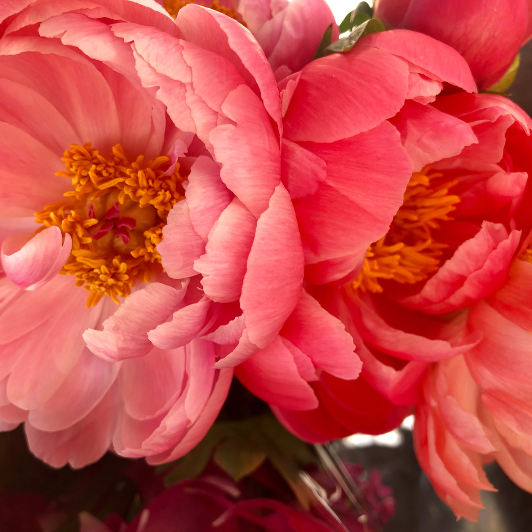 Peony - Coral Sunset