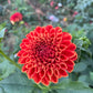 Potted Dahlia, Ruskin Gypsy