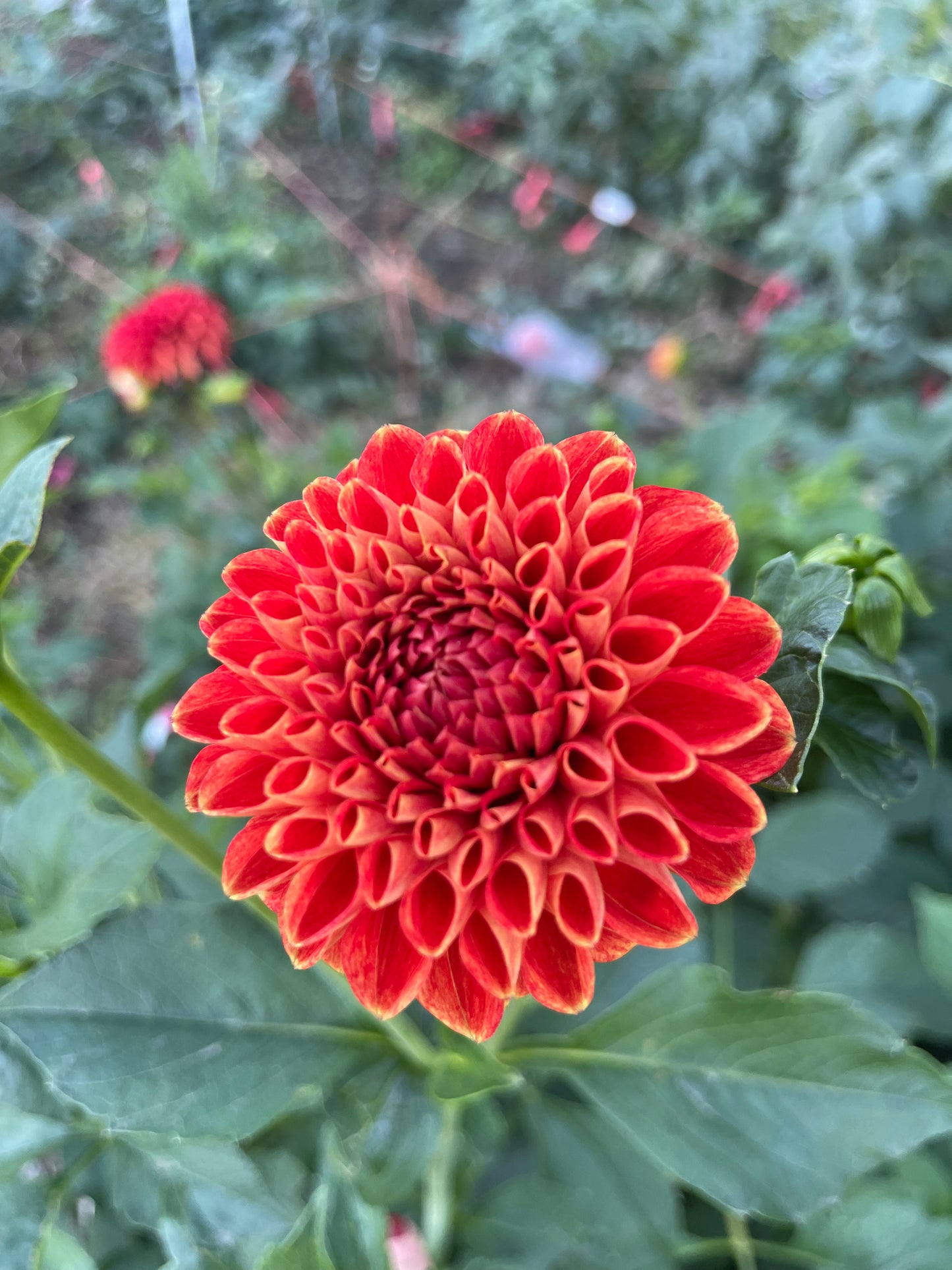 Potted Dahlia, Ruskin Gypsy