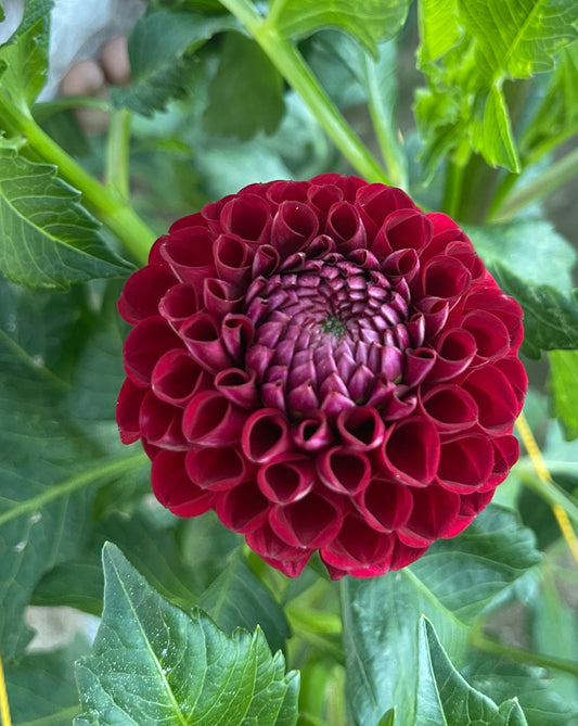 Potted Dahlia, Cornel