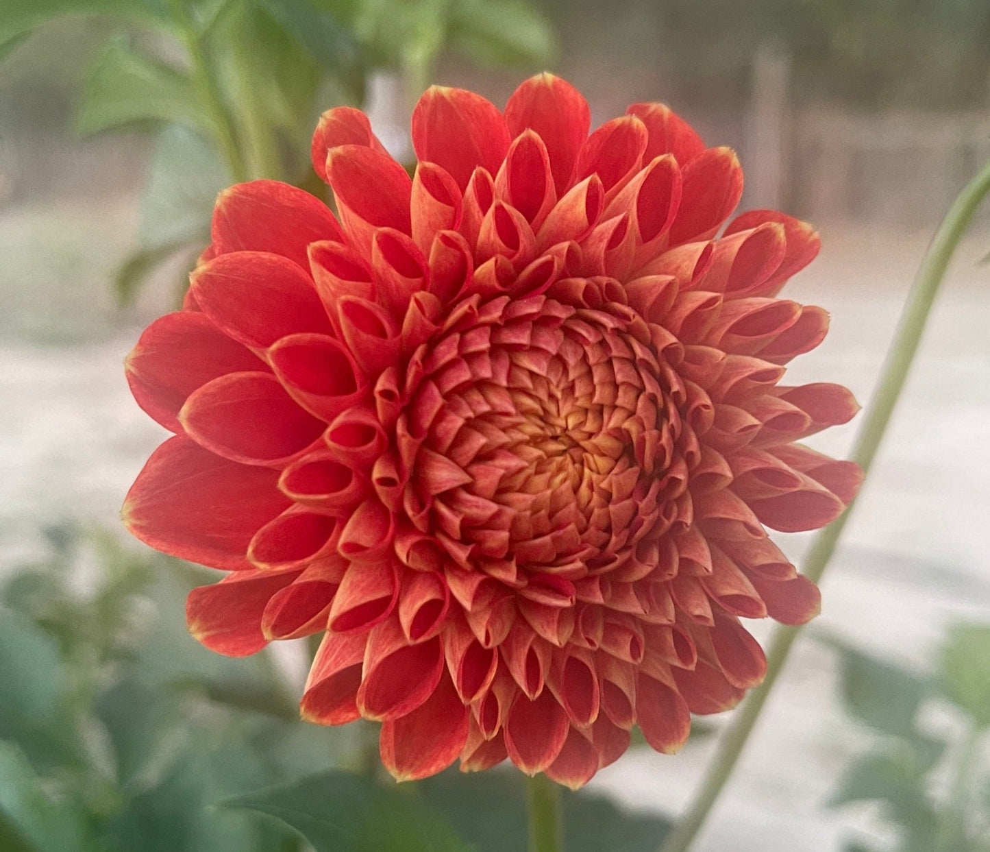 Potted Dahlia, Ruskin Gypsy