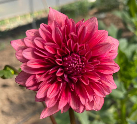 Potted Dahlia, Mystique