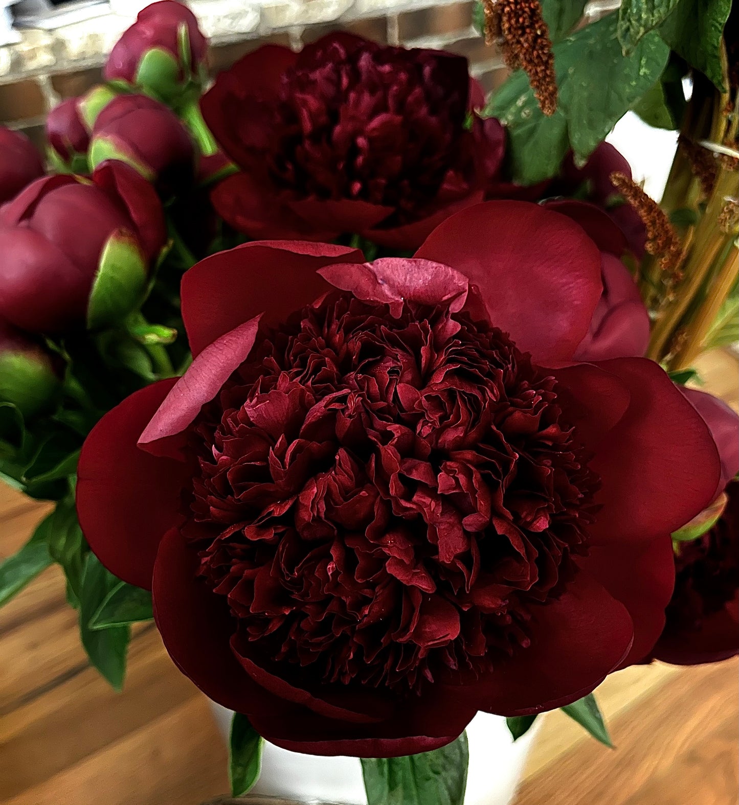 Peony - Red Charm